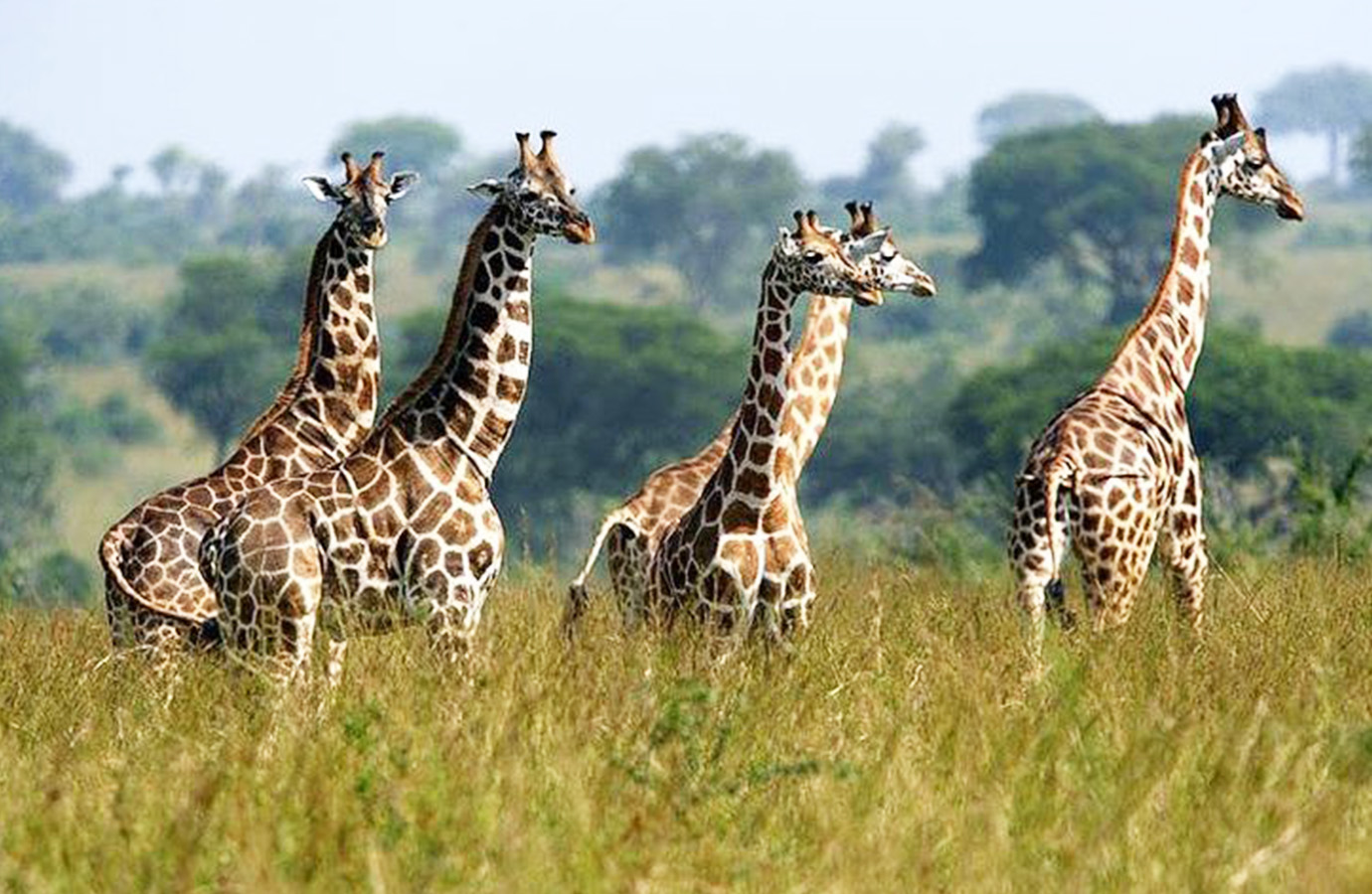 Samburu 