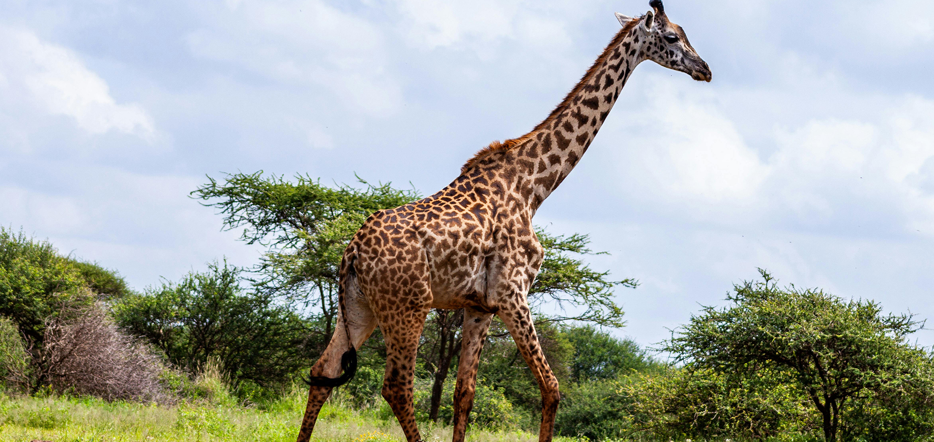 5 Days Tsavo East, Tsavo west and Amboseli.